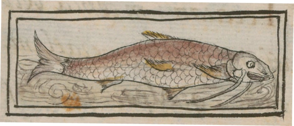 Ilustración de pescado